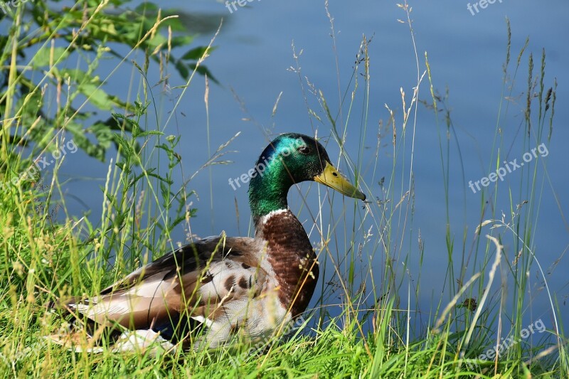 Drake Mallard Water Bird Bird Bill