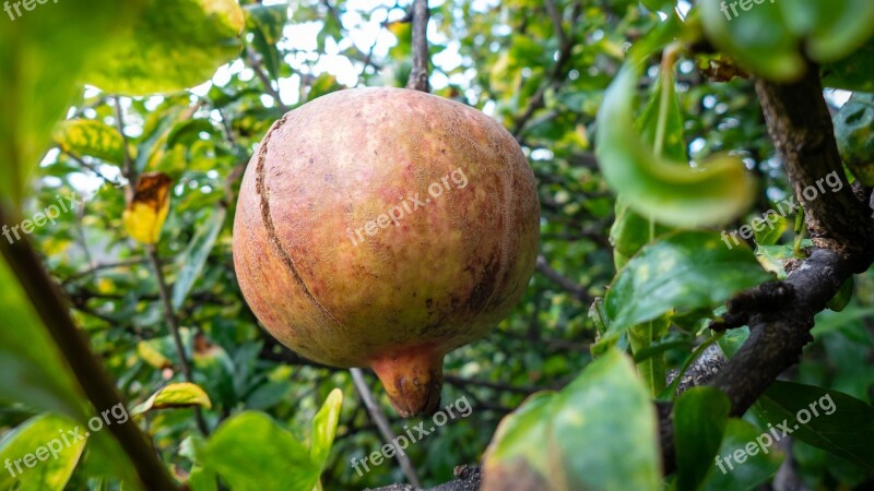 Madeira Portugal Fruit Pomegranate Punica Granatum