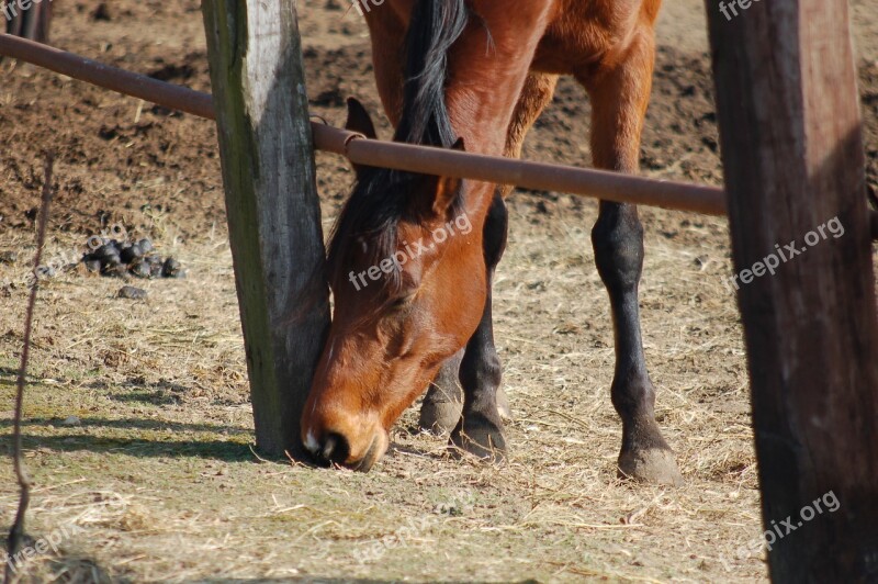 Horse Riding School Riding Nature Campaign