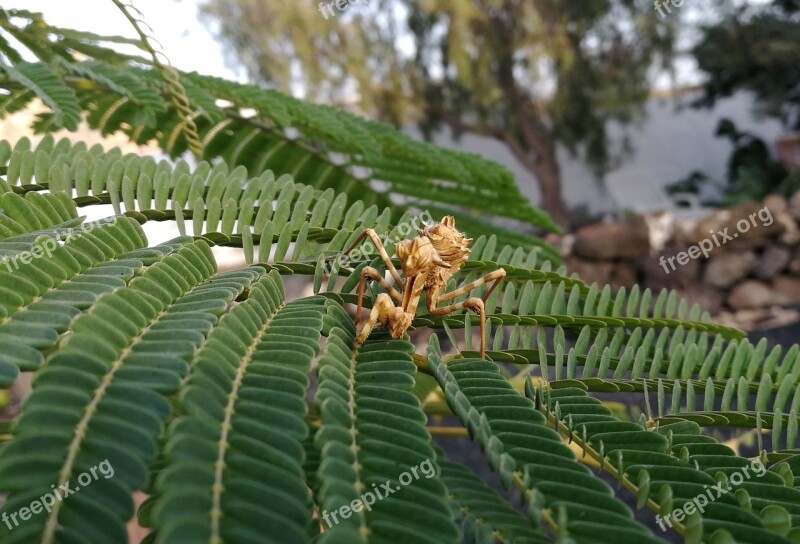 Mantis Blepharopsis Mendica Larval Stage Insect Canary Islands