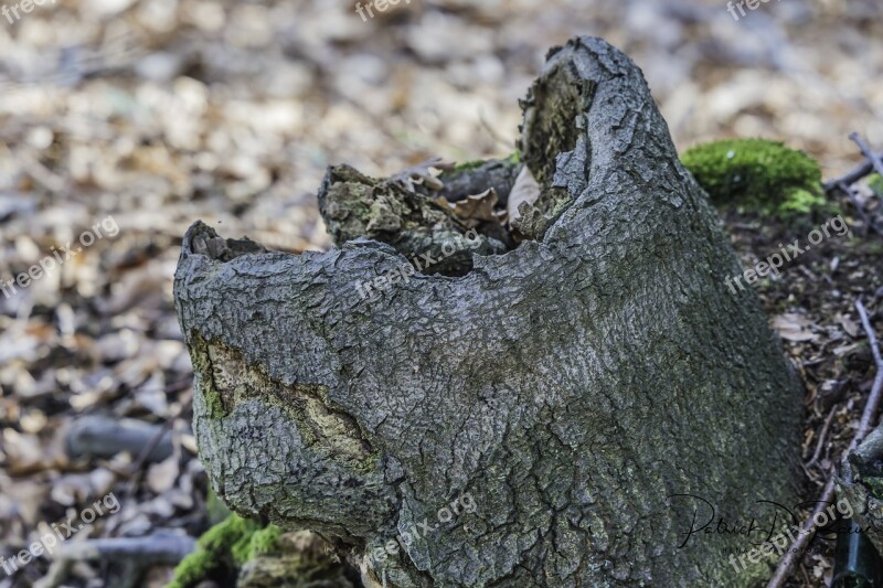 Tree Face Mystical Forest Spirit Face Free Photos