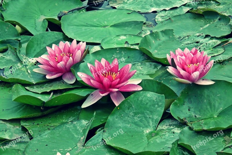 Water Lilies Water Lily Summer Flowers Pink