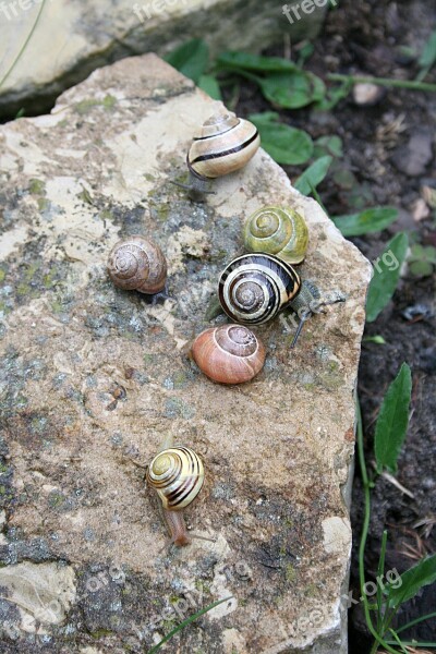 Snails Seashell Rain Garden Spring