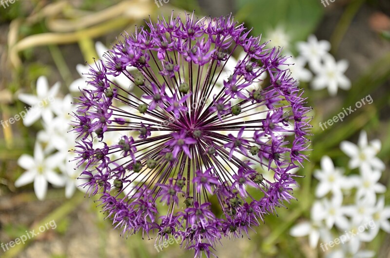 Ramsons Violet Flowers Garden Fresh