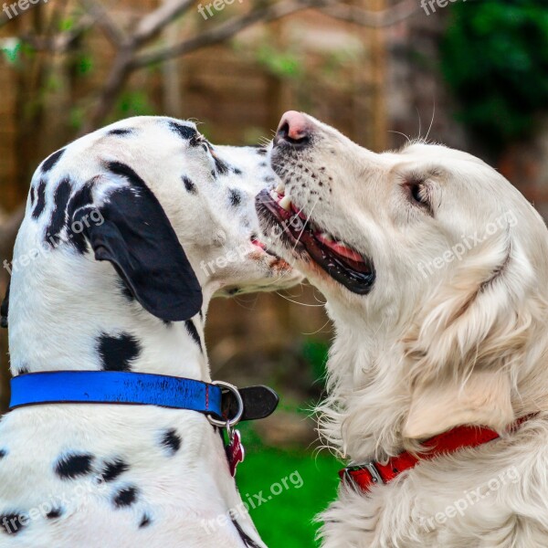 Dalmatian Golden Retriever Portrait Dogs Free Photos