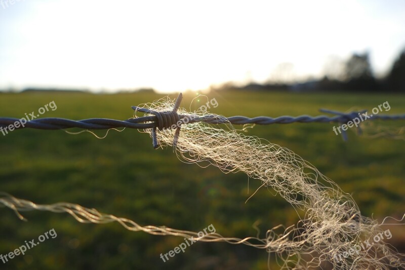 Barbed Wire Fence Wire Close Up Barbed Wire Fence