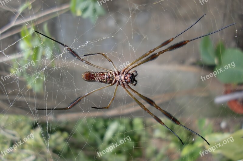 Spider Web Nature Horrifying Halloween