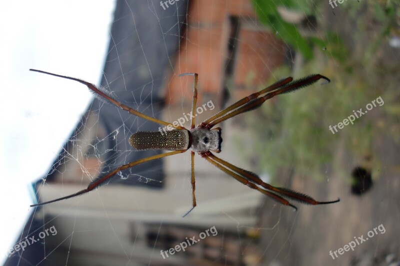 Spider Web Nature Horrifying Halloween