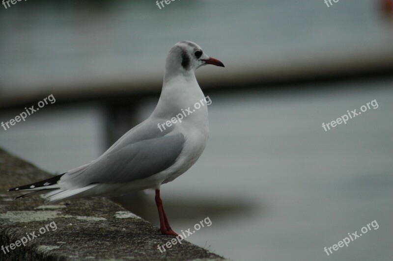 Seagull Birds Lake Léman Fly Bread