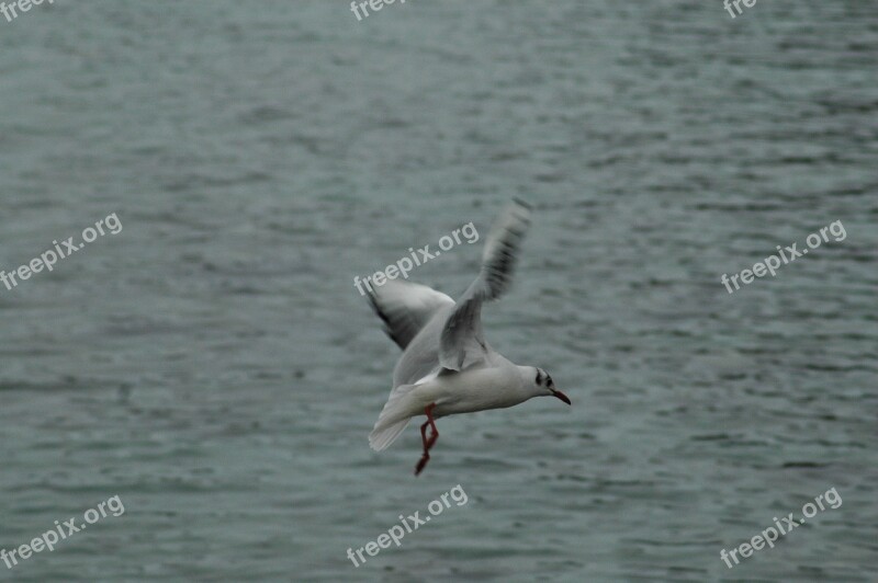 Seagull Birds Lake Léman Fly Bread