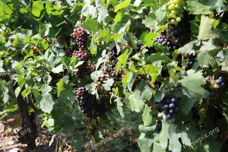 Grapes Vineyard The Vine Winery Fruit