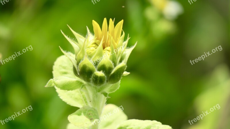 Sunflower Flower Yellow Flowering Plant