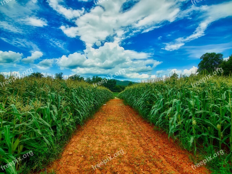 Sky Clouds Corn Cornfield Path