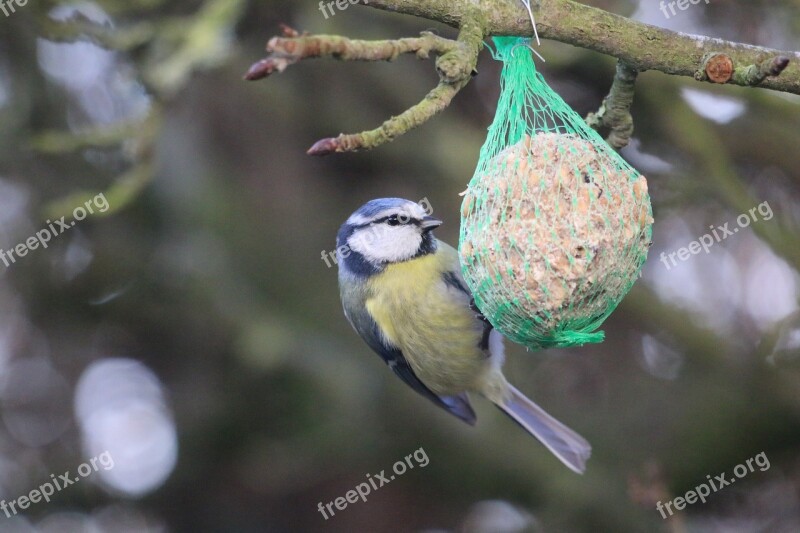 Tit Bird Feathers Nature Garden