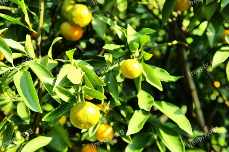 Tangerines Tree Fruit Citrus Fruits Healthy