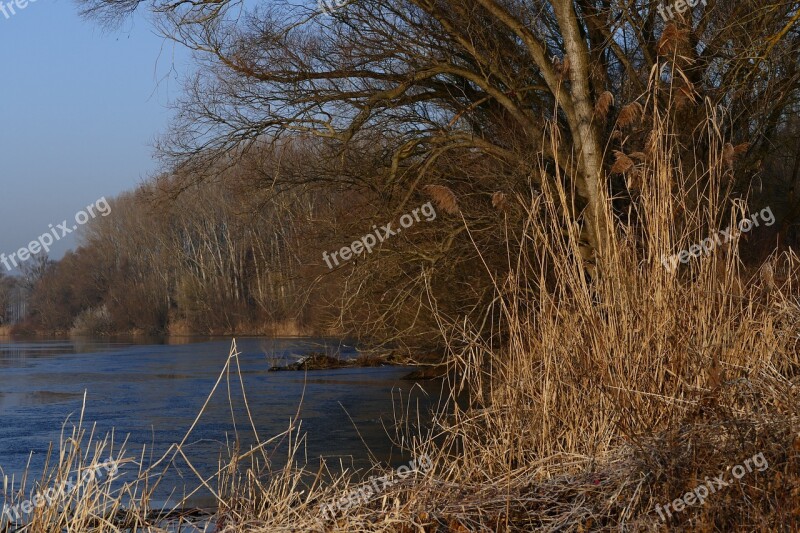 Winter Nature Shore The Danube River Trees