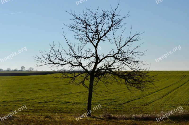 Fruit Tree Field Landscape Tree Agriculture