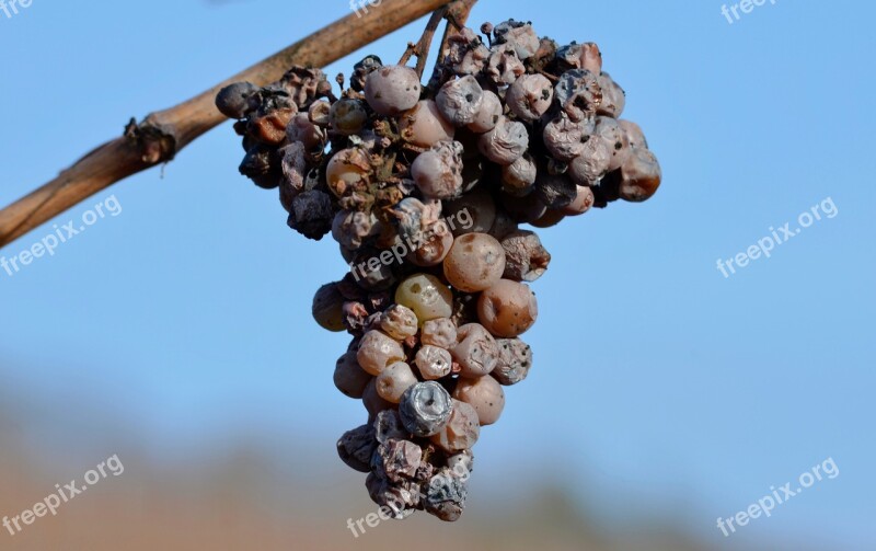 Grapes Over Ripe Noble Rot Grapevine Winegrowing