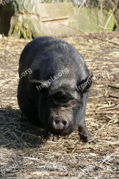 Potbellied Pig Pig Hog Long-haired Fauna