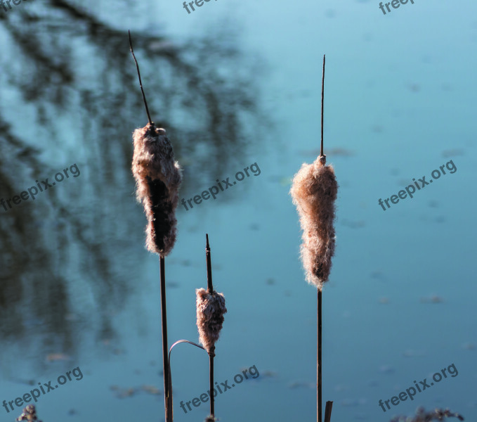 Reed Villosa Iris Lake Water Nature