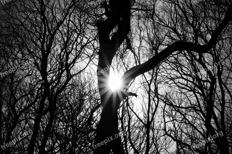 Trees Silhouette Woodland Wood Tree