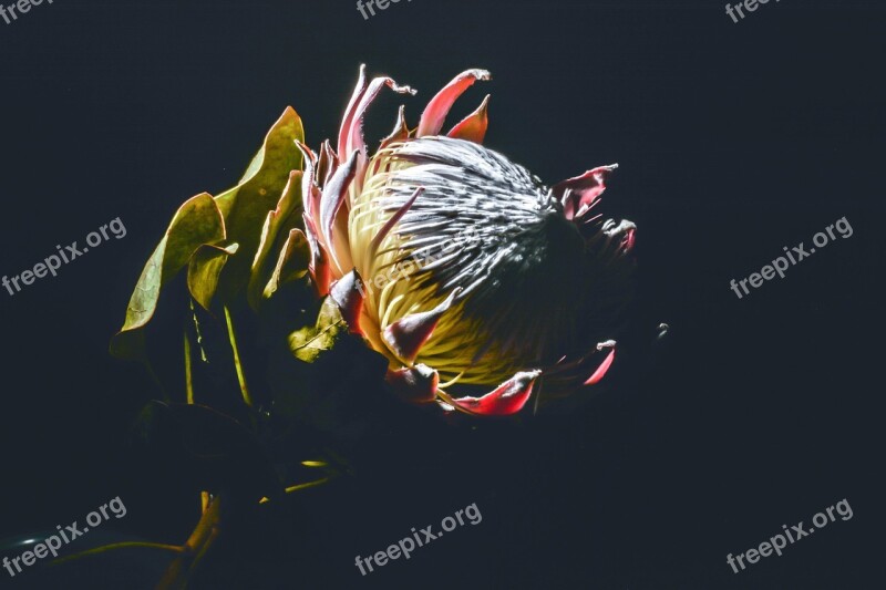 Protea Floral Flower Free Photos