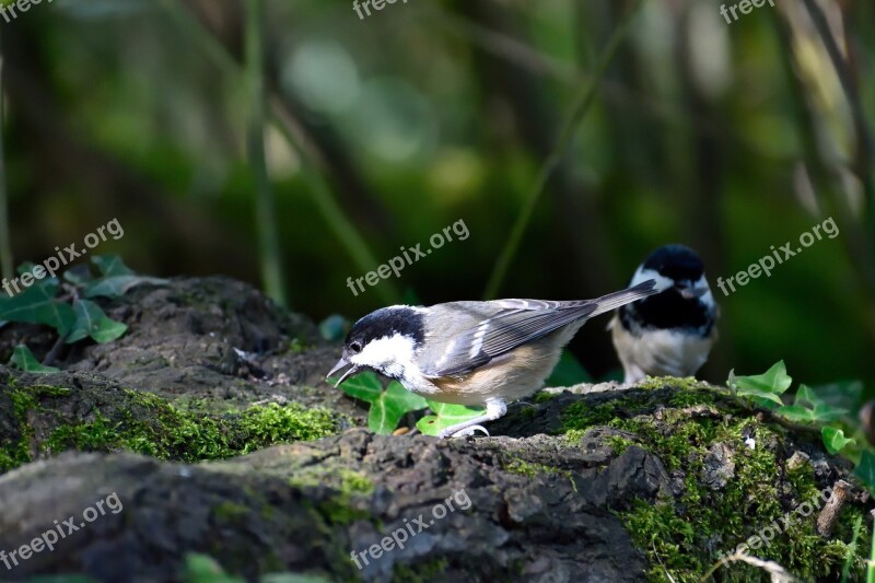 Coal Tit Garden Bird Bird Nature Uk