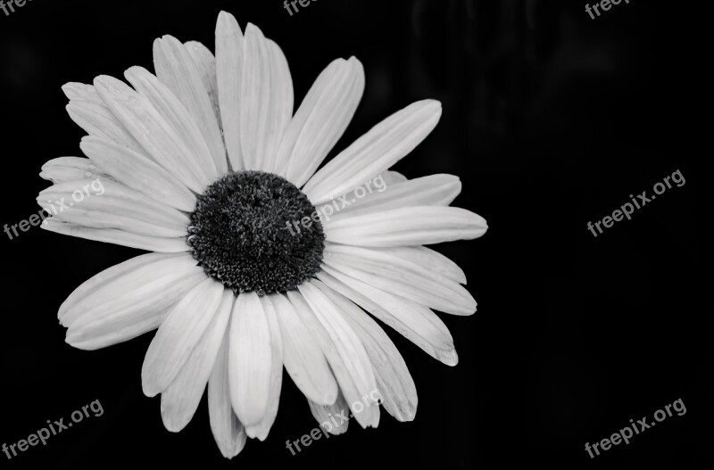 Daisy Marguerite Flowers Flower White