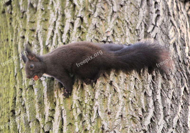 The Squirrel Rodent Tree Nut Nature