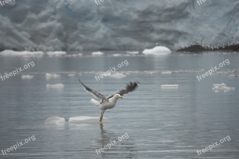 Ave Flying Dancing Water Sea