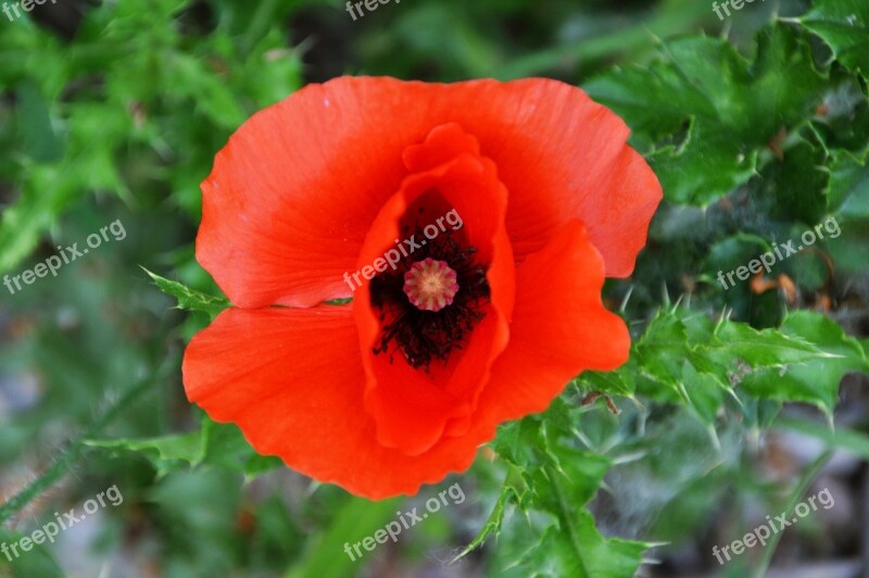 Poppy Flower Plant Red Nature