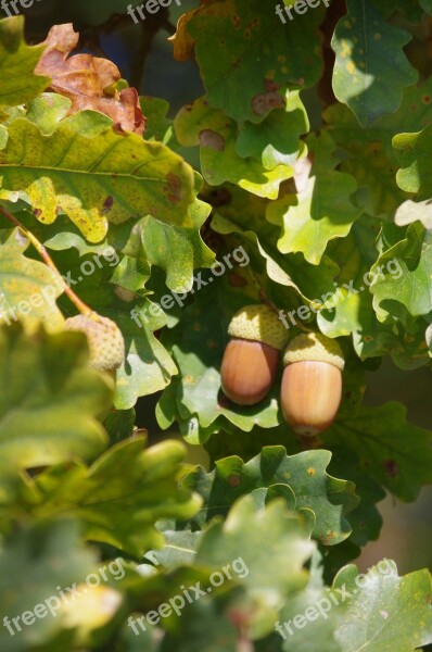 Acorns Oak Fall Free Photos