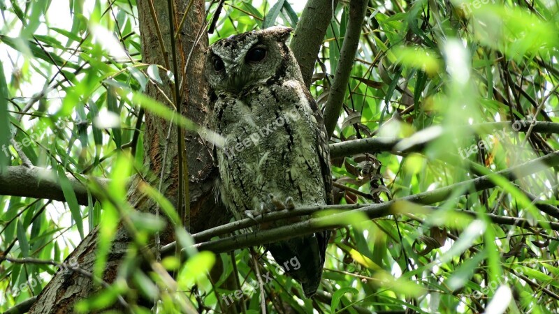 Owl Bird Nocturnal Free Photos