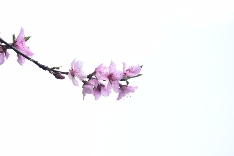 Peach Blossom Sky White Space Free Photos