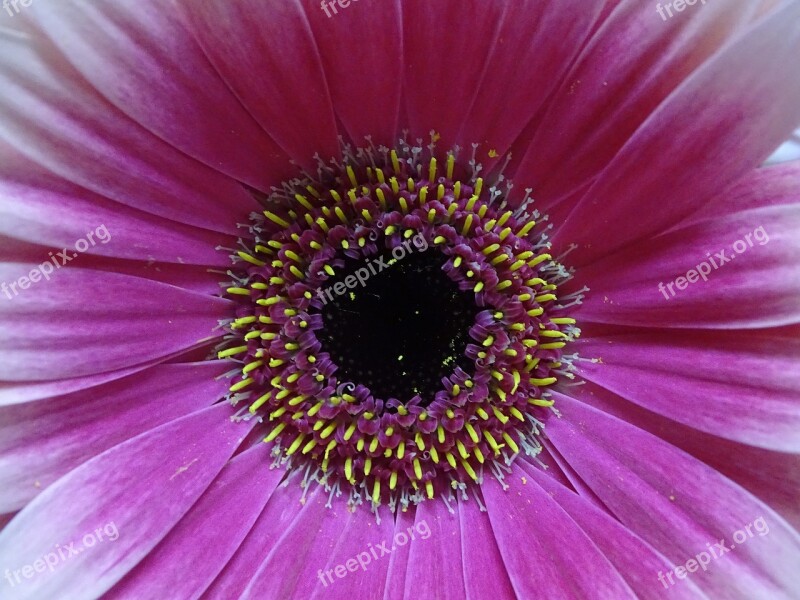 Gerbera Flower Garden Nature Petals