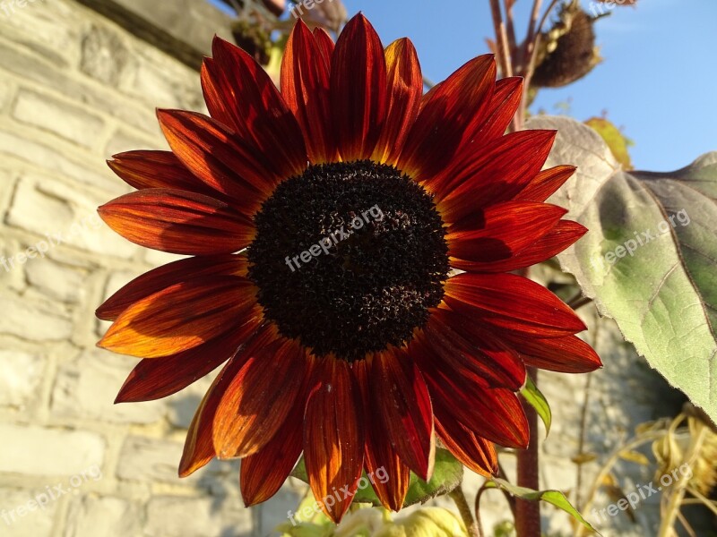 Sunflower Flower Nature Plants Light