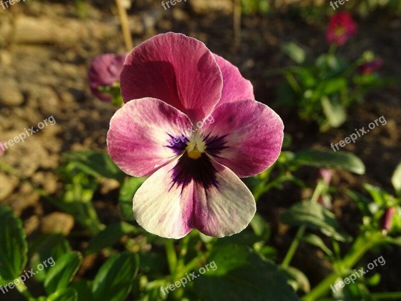 Thinking Viola Tricolor Flower Nature Garden