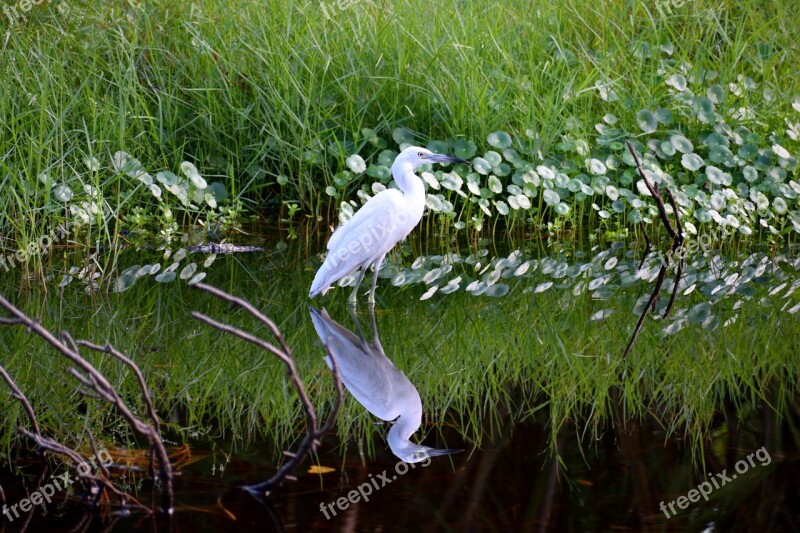 White Egret Tropical Bird Heron Avian Reflection