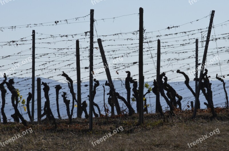 Vines Harvested Autumn Agriculture Wine