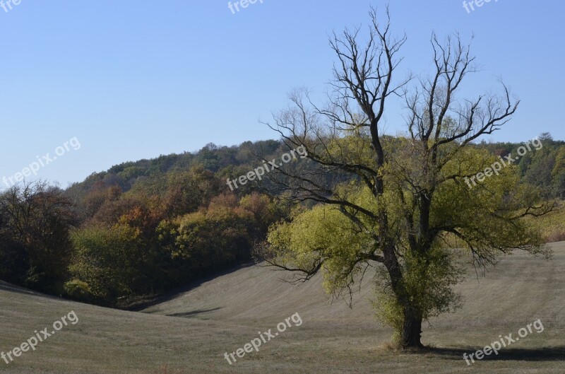 Tree Hilly Landscape Hill Nature