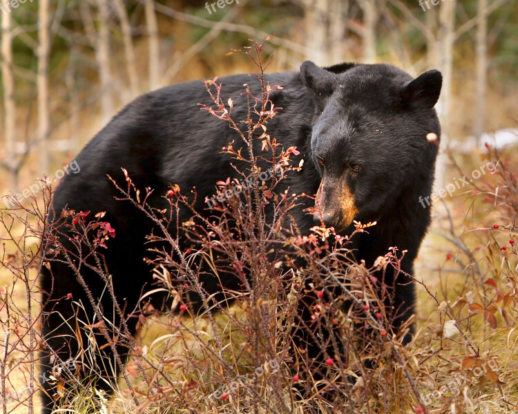 Black Bear Nature Wildlife Bear Jasper