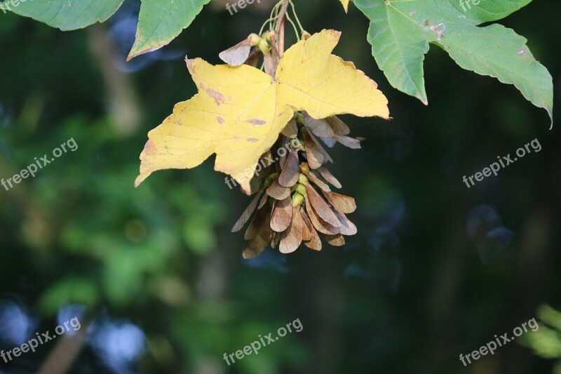 Acer Seeds Tree Maple Colorful