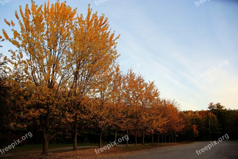 Trees Fall Autumn Nature Colorful