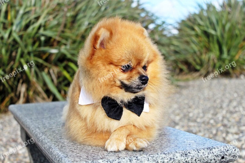 Spitz Miniature Dog Pet Charming Free Photos