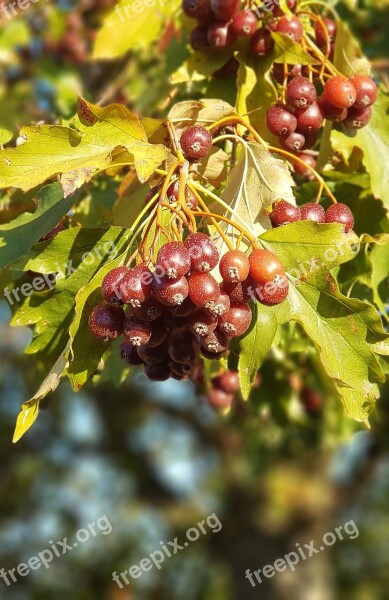 Tree Autumn Tree Fruit Leaves Free Photos