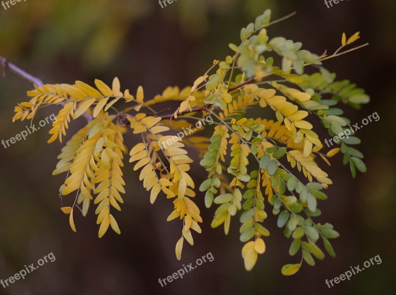 Acacia Leaves Yellow Autumn Casey