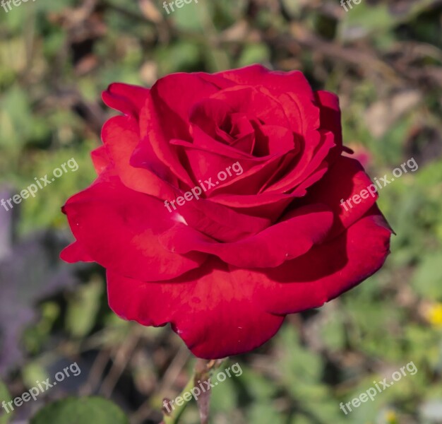 Rose Flower Red Wilting Nature