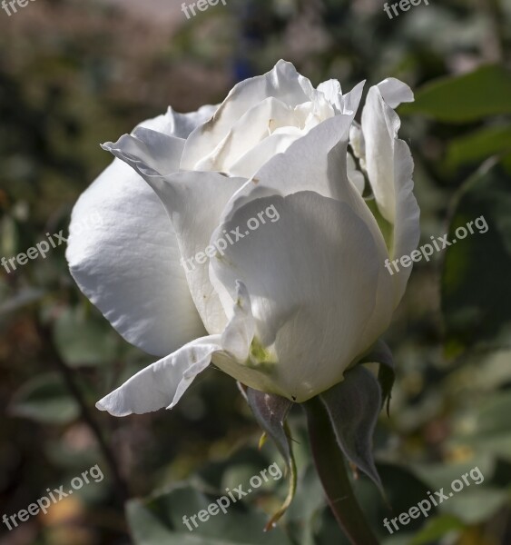 Rose Flower White Nature Romantic