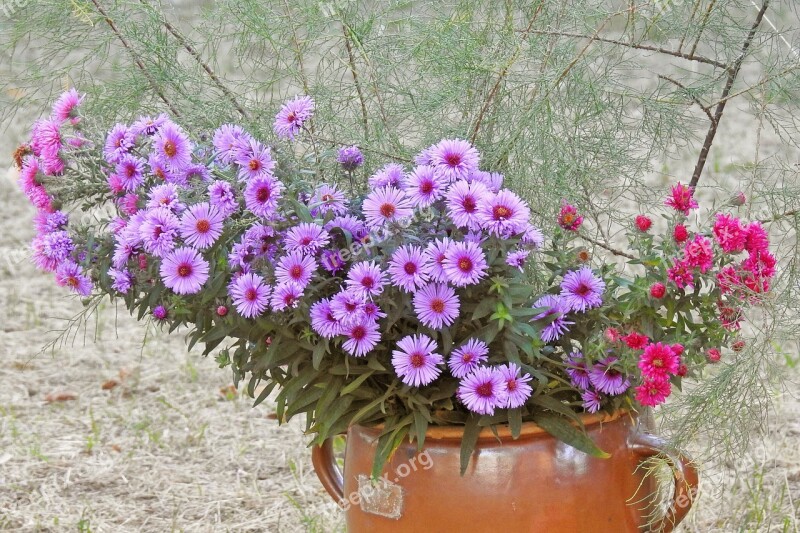 Asters Herbstastern Autumn Garden Flowers