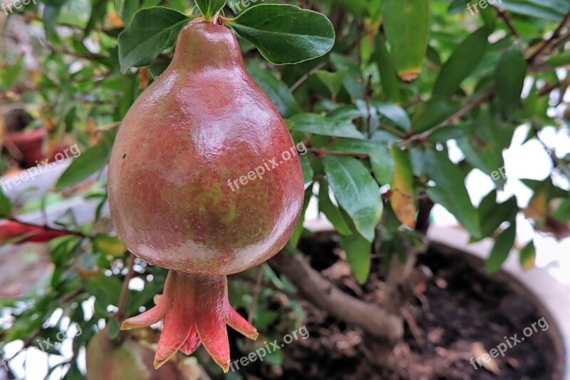 Pomegranate Pomegranate Tree Red Plant Autumn